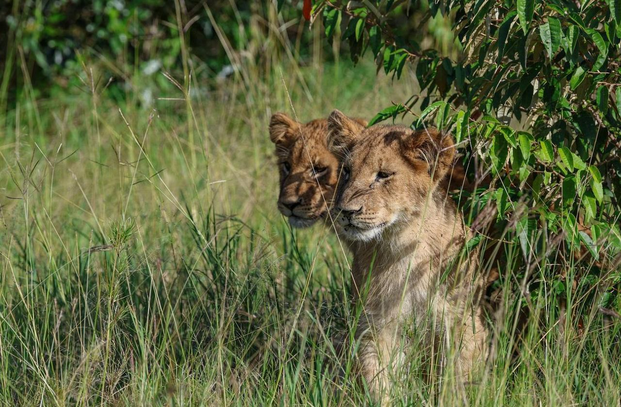 African Wildlife Adventure