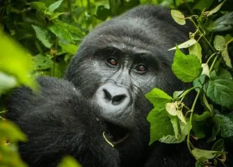 Mgahinga Gorilla National Park image 3