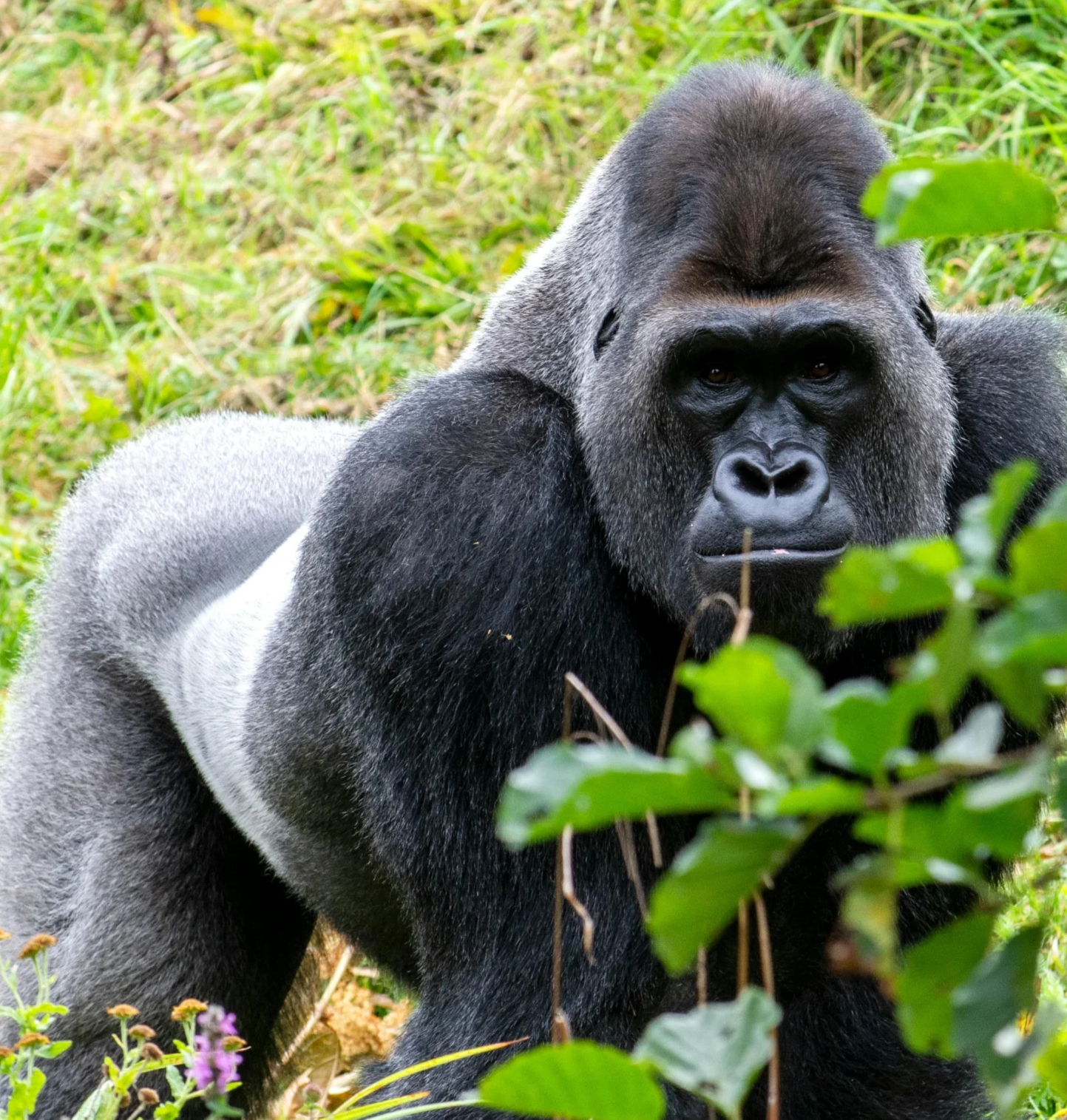 Mountain Gorilla Trekking