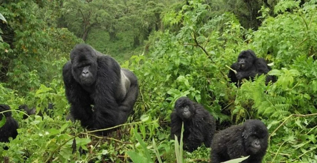 Mgahinga Gorilla National Park image 2