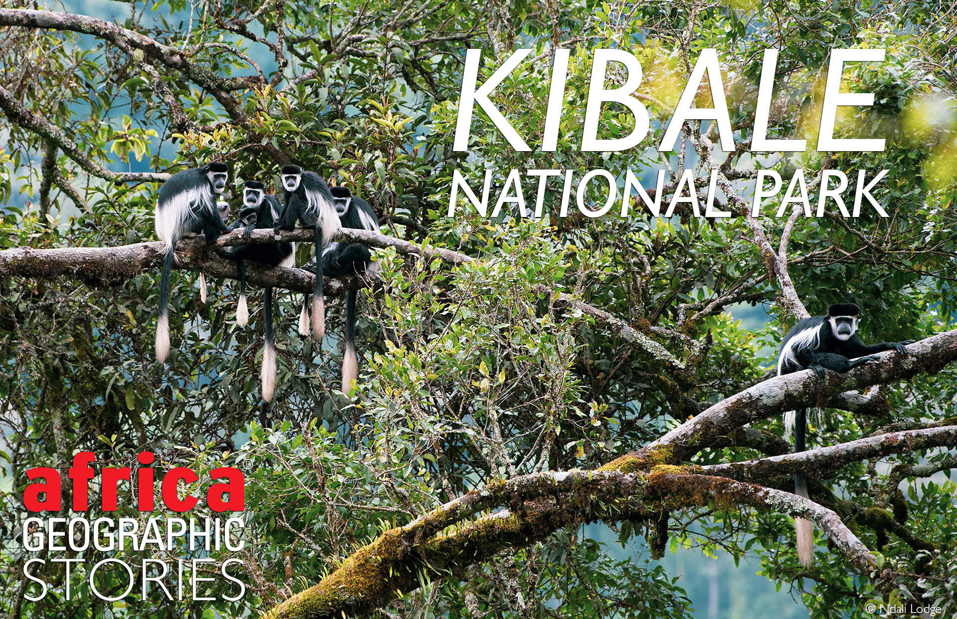 Kibale National Park main view