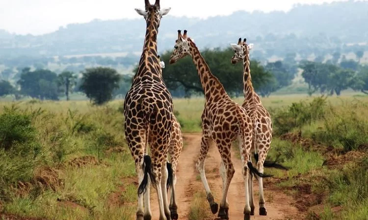 Kidepo Valley National Park image 4