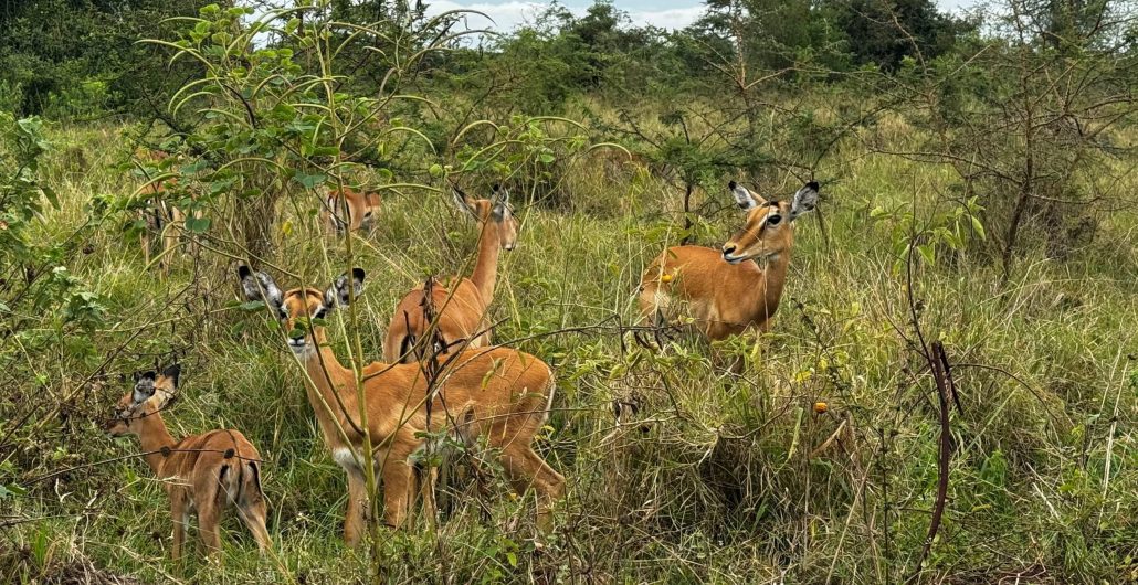 Lake Mburo National Park image 3