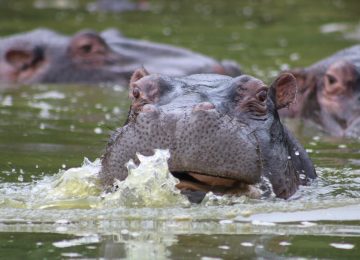 Lake Mburo National Park image 5