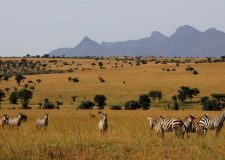 Lake Mburo National Park image 6