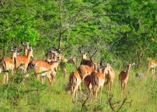 Lake Mburo National Park image 7