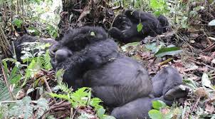 Mgahinga Gorilla National Park image 4