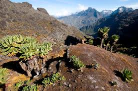Mountain Rwenzori National Park image 3