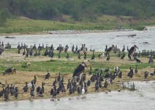 Queen Elizabeth National Park image 3