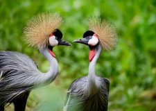 Queen Elizabeth National Park image 4