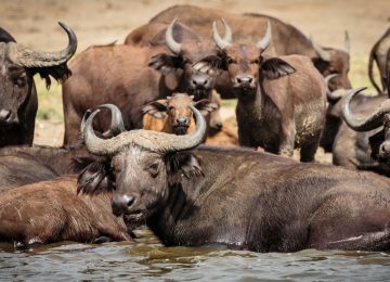 Queen Elizabeth National Park image 5